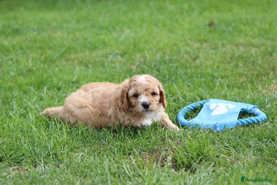 Cavapoochon dogs for sale: Beautiful Cavapoochon puppies for sale - Image 6