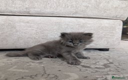 Maine Coon cats for sale: Beautiful Maine Coon Kittens - Image 3