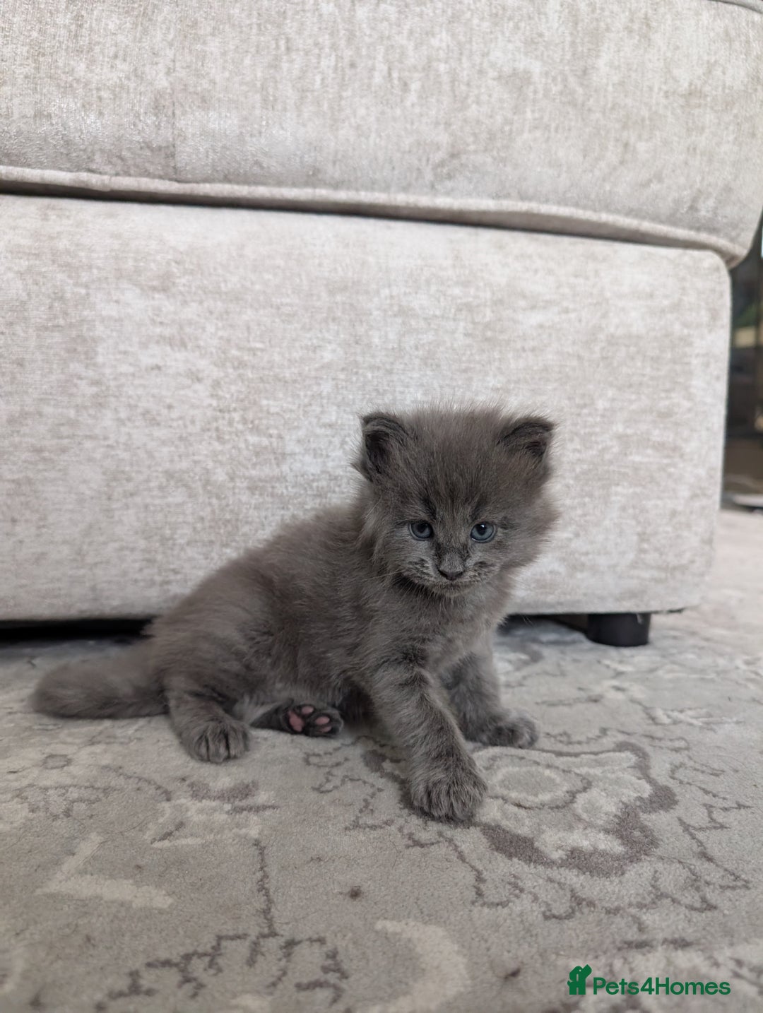 Maine Coon cats for sale: Beautiful Maine Coon Kittens - Image 3