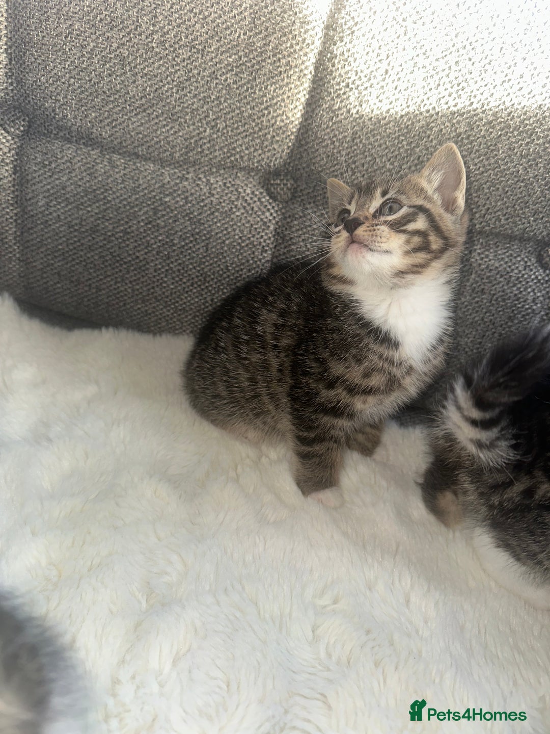 Bengal cats for sale: Bengal X tabby kittens - Advert 4