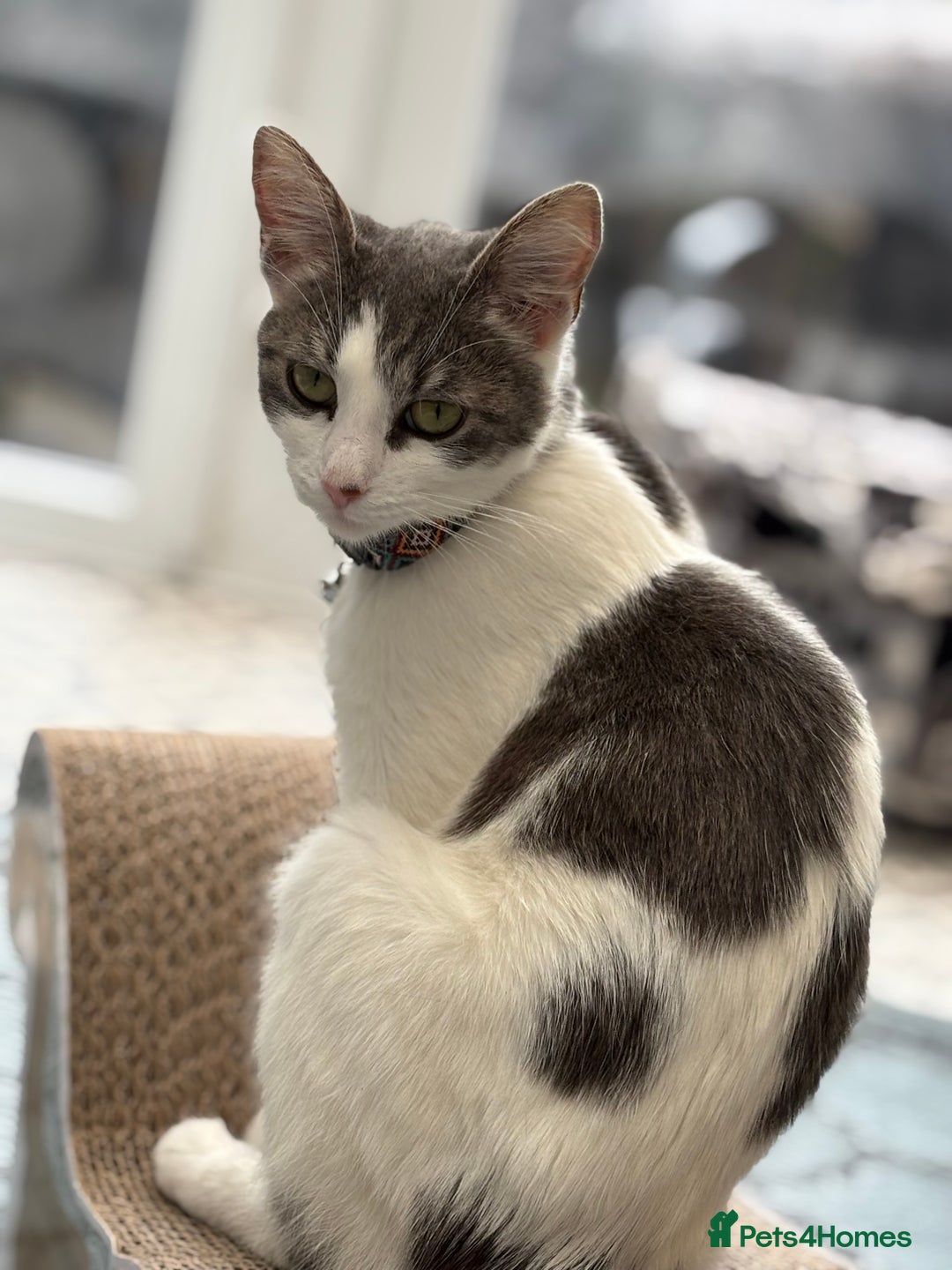 Domestic Shorthair cats for sale: Beautiful friendly Kittens  - Image 4