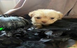 Poochon dogs for sale: READY FOR HER NEW PAW PACK  - Advert 21