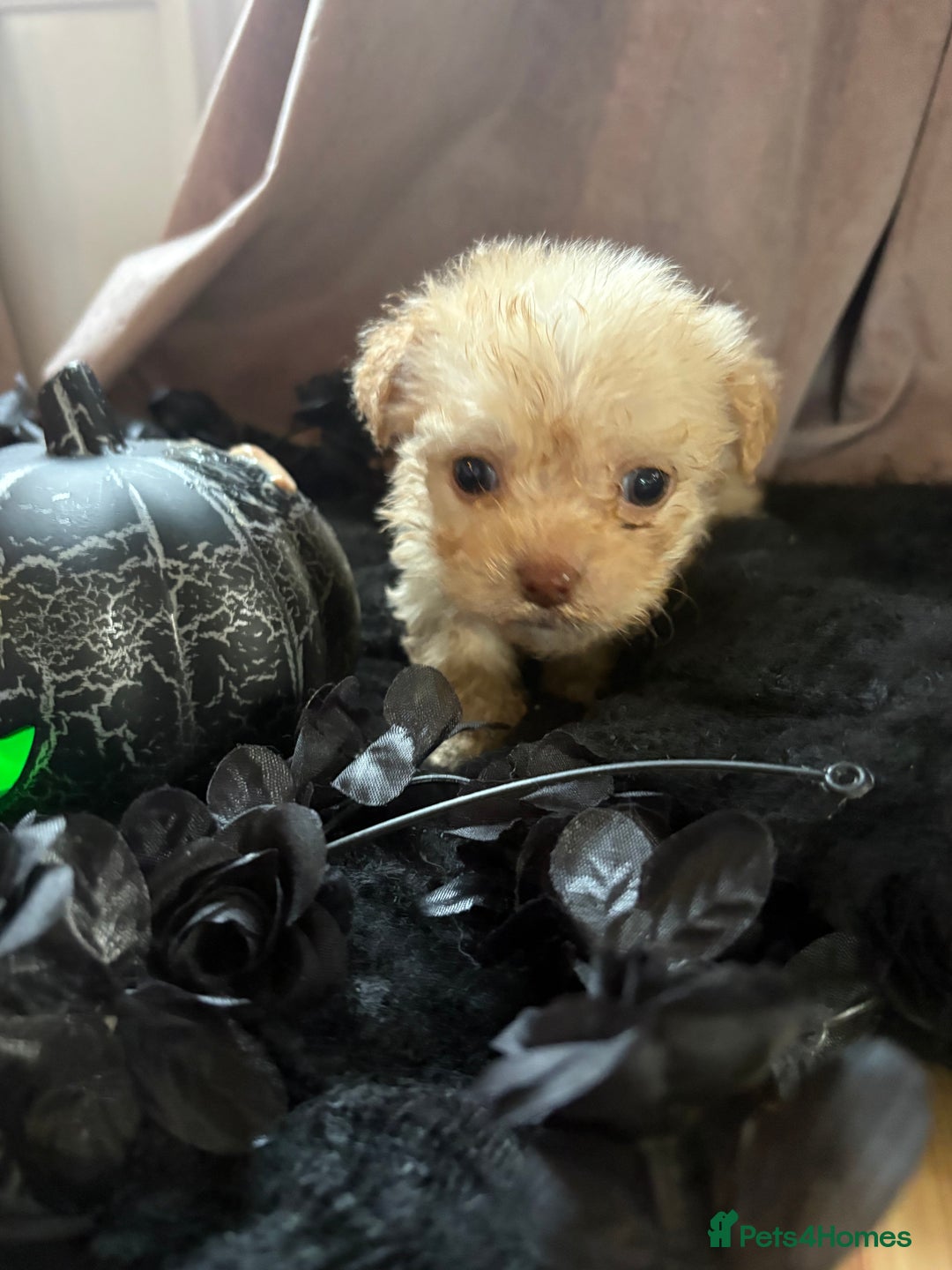 Poochon dogs for sale: READY FOR HER NEW PAW PACK  - Advert 21