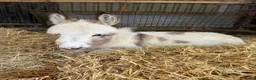 Donkey livestock for sale: Miniature Mediterranean donkey  in Wellingborough - Advert 1