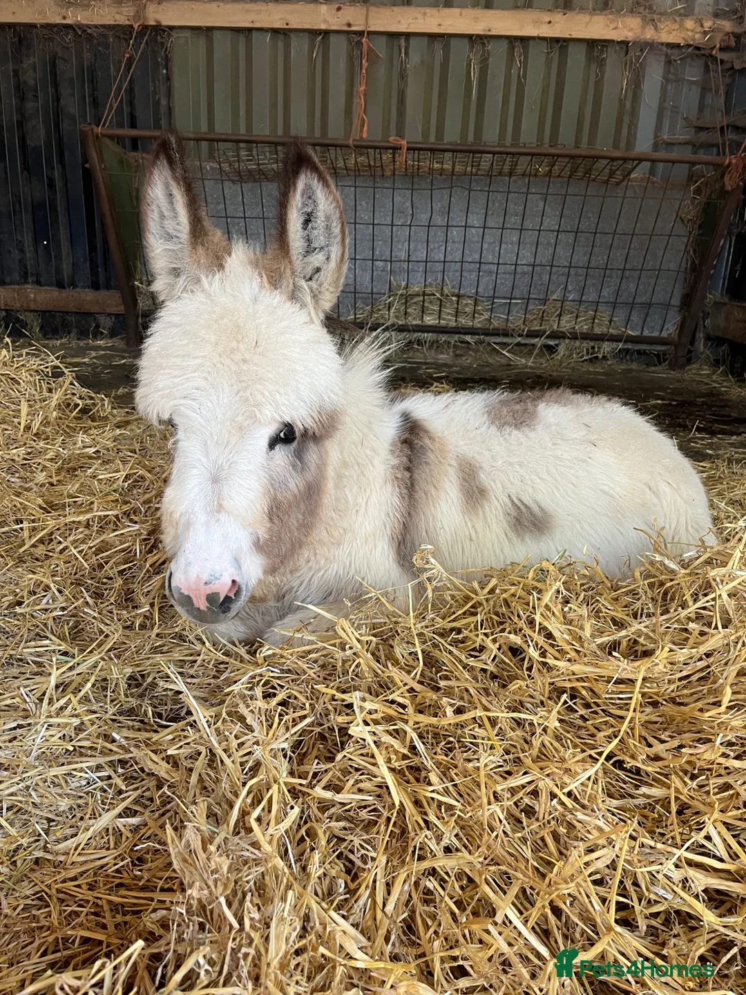 Donkey livestock for sale: Miniature Mediterranean donkey  in Wellingborough - Advert 1