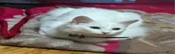 Domestic Shorthair cats for sale: White longhaired cat looking for loving home - Advert 1