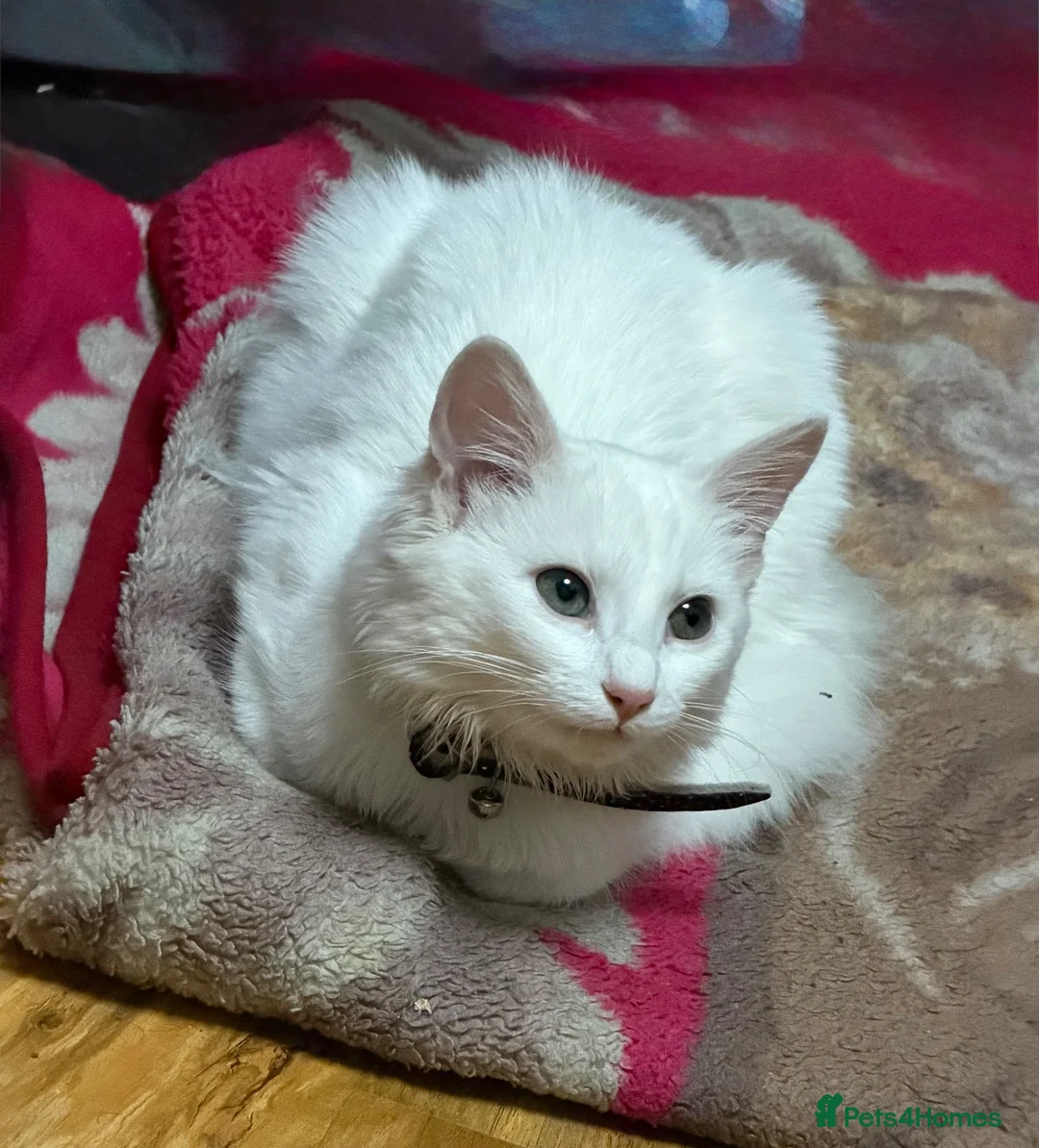 Domestic Shorthair cats for sale: White longhaired cat looking for loving home - Advert 1