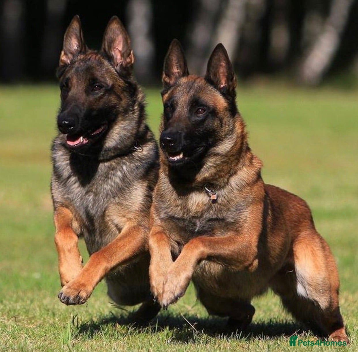 Belgian Shepherd Dog dogs for sale: Extraordinary Belgian Malinois puppies  - Advert 1