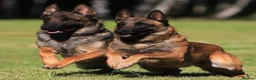 Belgian Shepherd Dog dogs for sale: Extraordinary Belgian Malinois puppies  - Advert 1