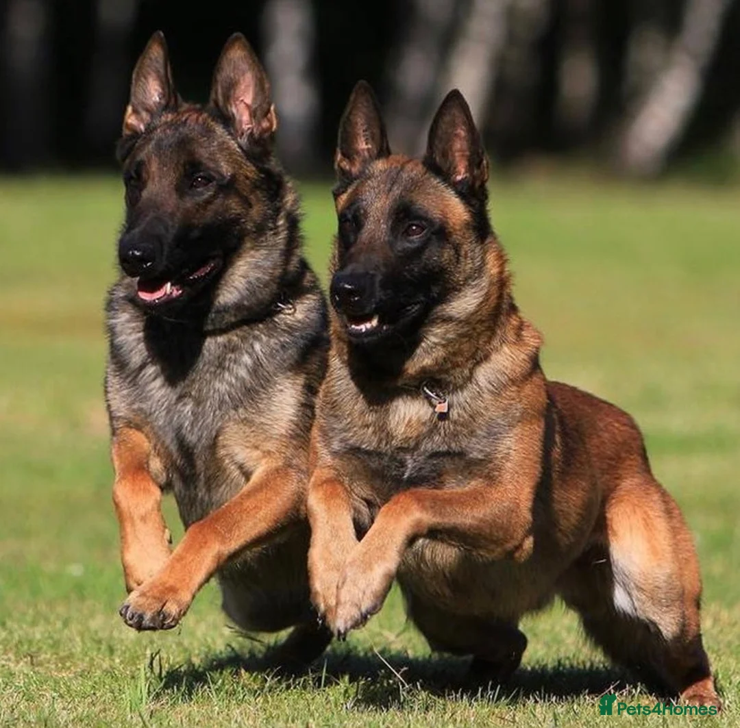 Belgian Shepherd Dog dogs for sale: Extraordinary Belgian Malinois puppies  - Advert 1