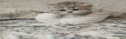 British Longhair cats for sale: Blue golden blue golden spot females - Advert 7