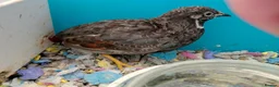 Quail poultry for sale: 2 Button/King/chinese painted quail 2 males - Advert 4