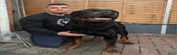 Rottweiler dogs for sale: GIANT ROTTWEILER PUP. PICK OF LITTER FEMALE - Advert 13