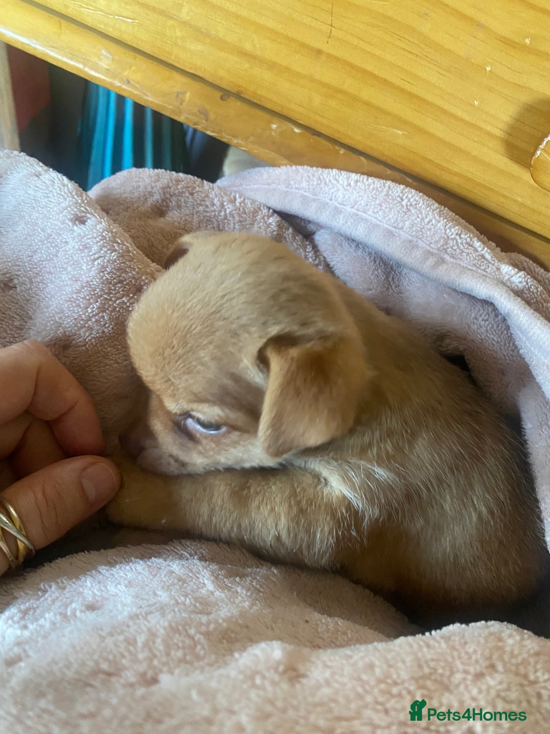 Chorkie dogs for sale: Chorkies Chihuahua/ Yorkshire terrier cross   - Advert 16