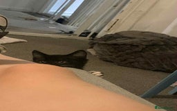 British Shorthair cats for sale: 3 cats for sale  - Advert 4