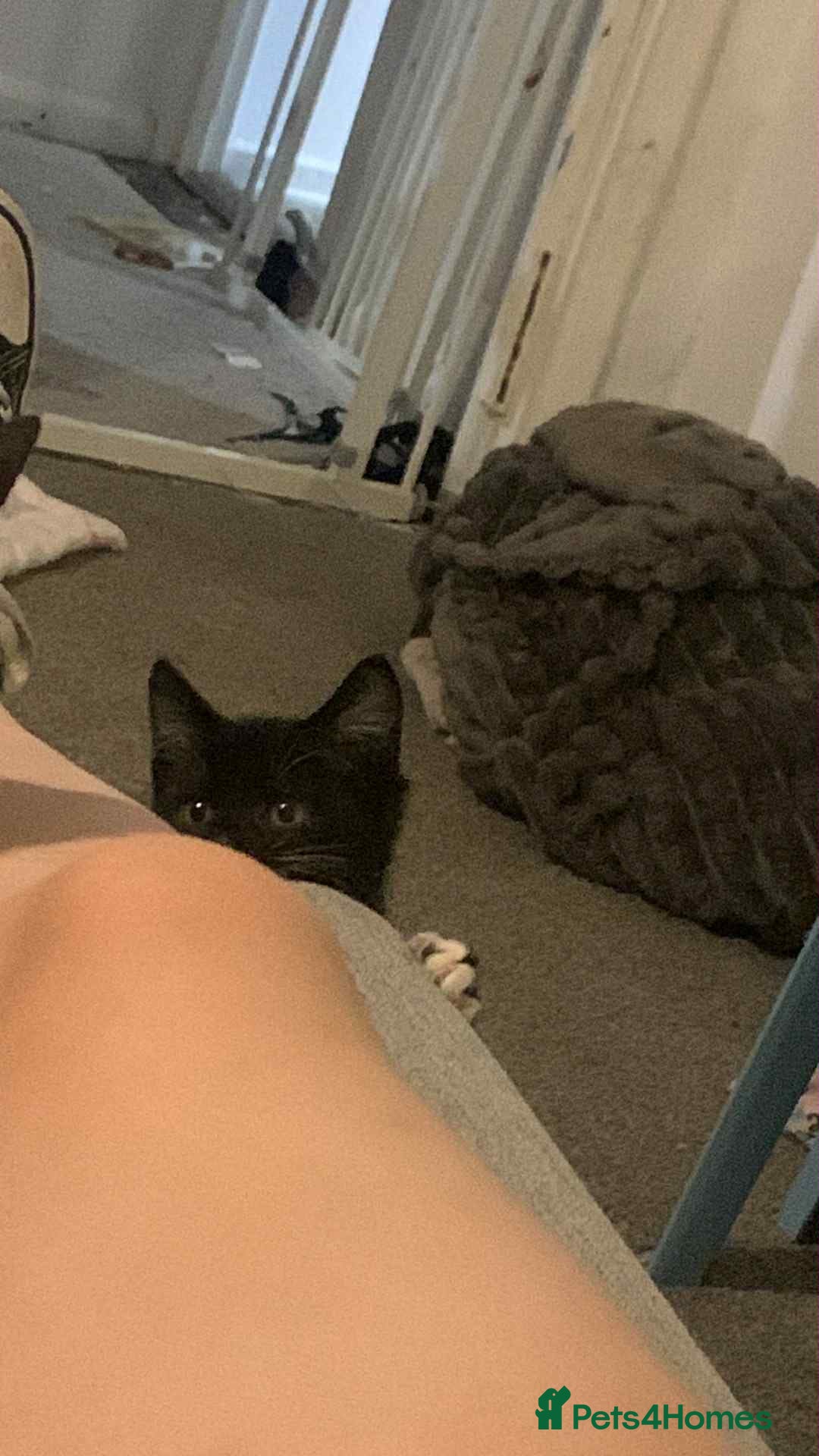 British Shorthair cats for sale: 3 cats for sale  - Advert 4