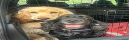 Cockapoo dogs for sale: F1 Cockapoo Puppies  - Advert 5