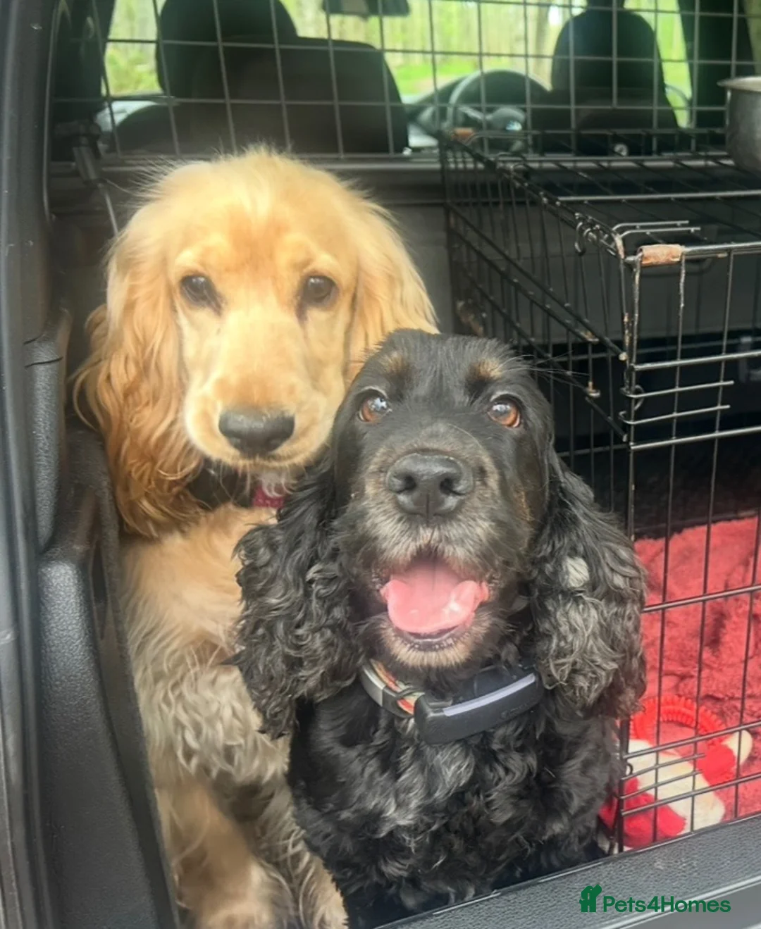 Cockapoo dogs for sale: F1 Cockapoo Puppies  - Advert 5