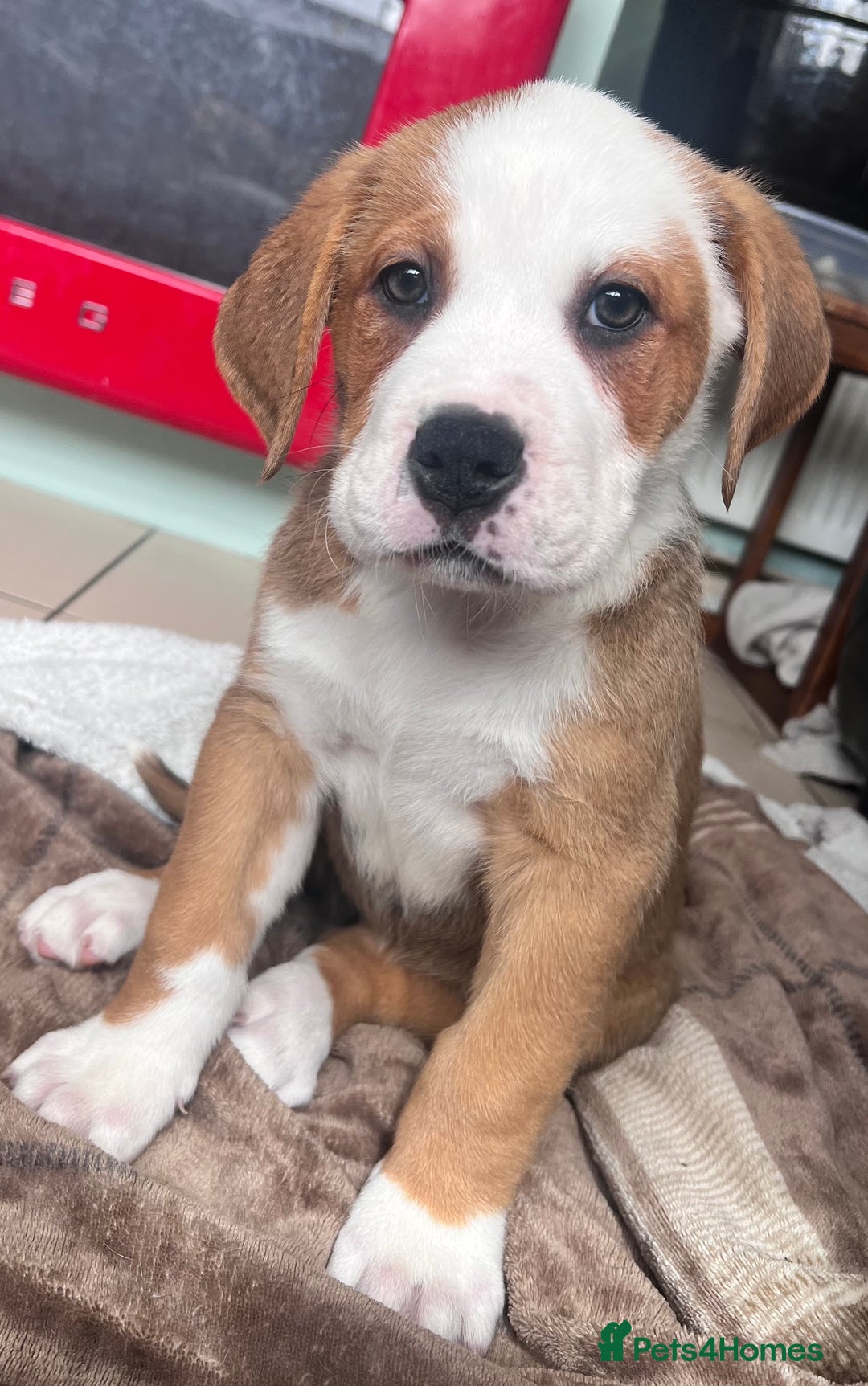 Mixed Breed dogs for sale: American Bulldog X Bernese mountain Dogs  - Image 5