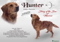 Golden Retriever dogs Dark Red Health Tested Proven Retriever Stud in Bewdley - Advert 16