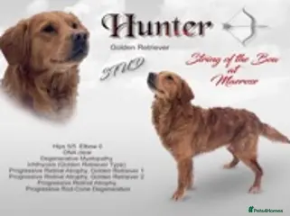 Golden Retriever dogs Dark Red Health Tested Proven Retriever Stud in Bewdley - Advert 10