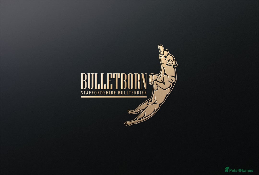 Staffordshire Bull Terrier dogs for stud: Elite Staffy Bullet - Advert 6