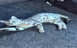 Bengal cats for stud: Bengal Stud - Image 3