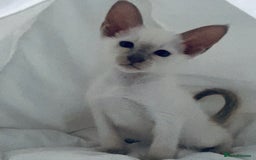 Siamese cats for sale:  Lilac point boy  - Image 1