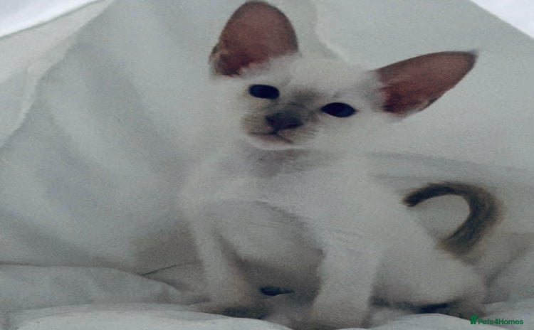Siamese cats - Advert 1