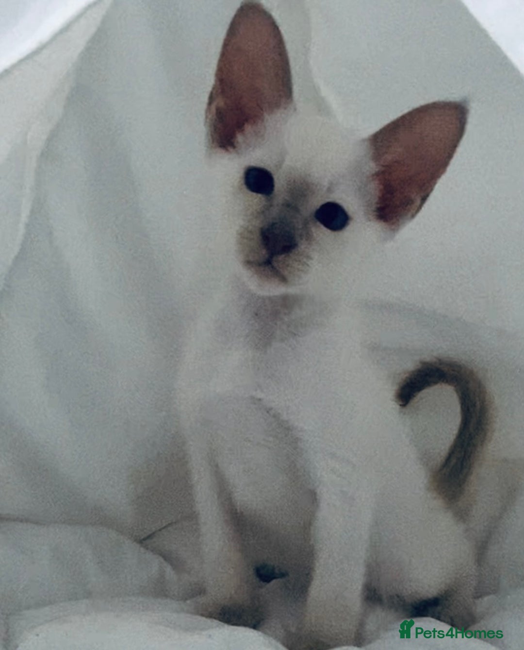 Siamese cats for sale:  Lilac point boy  - Image 1