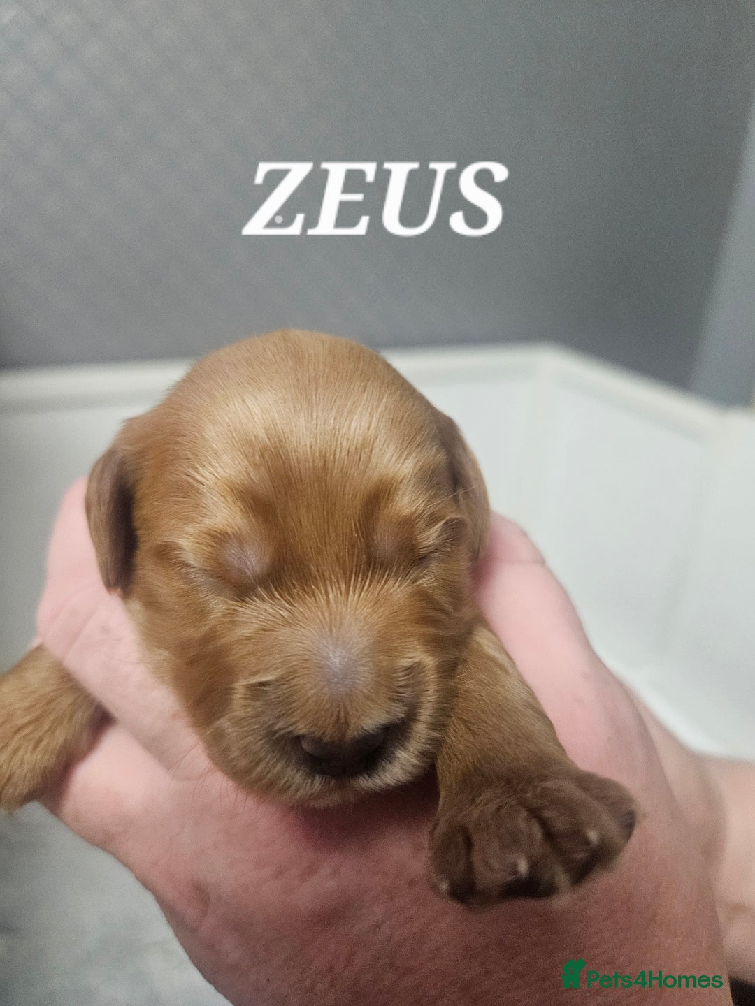 Australian Labradoodle dogs for sale: Australian Labradoodle Hybrid Puppies - Advert 15