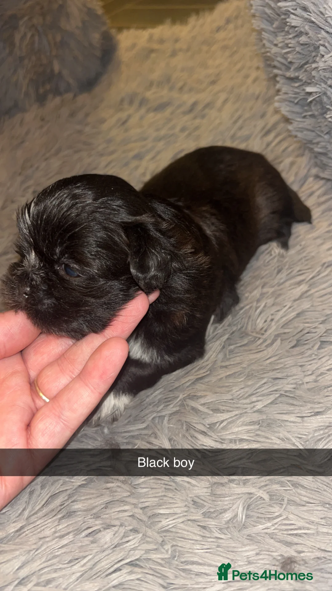 Shih Tzu dogs for sale: Shih Tzu puppies for sale  - Advert 16