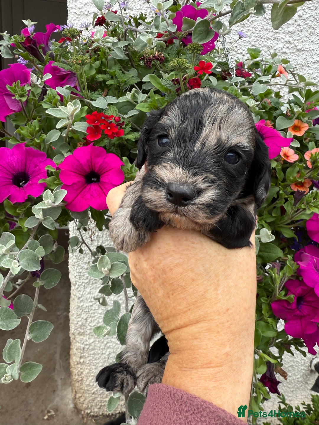 Cockapoo dogs for sale: Ready now Cracking F1 Cockapoos - Image 15