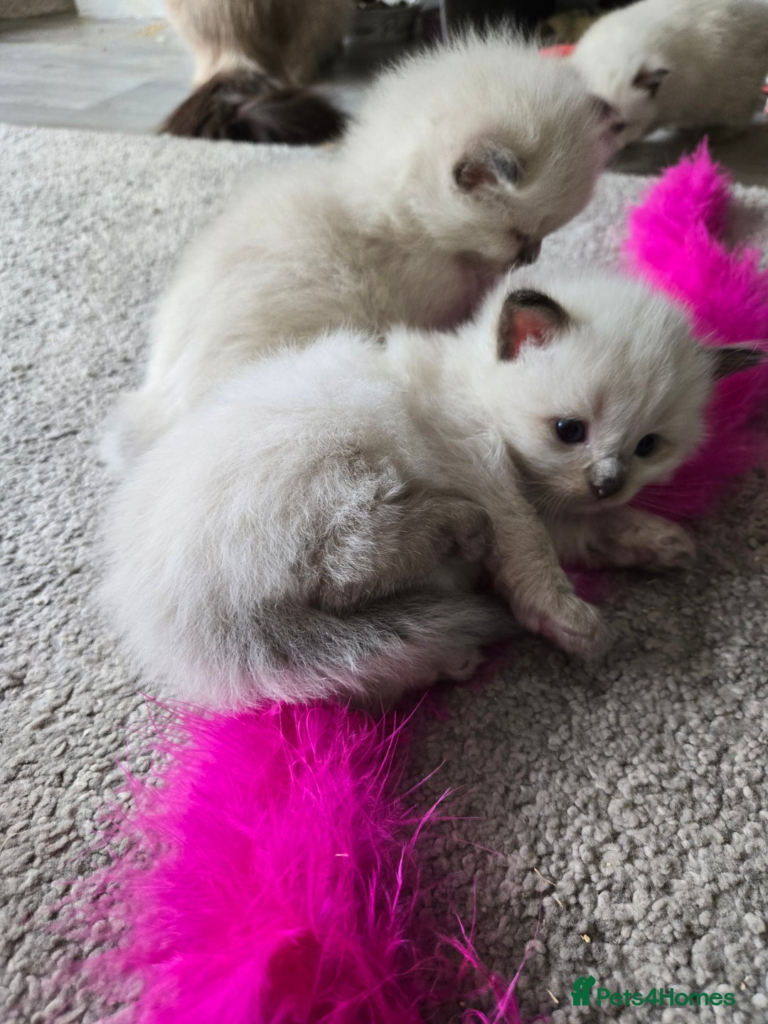 Ragdoll cats for sale: 4 Stunning Ragdolls (ready in August) in Bristol - Image 5