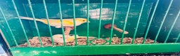 Canaries birds for sale: Pairs of mosaic canaries  - Advert 5