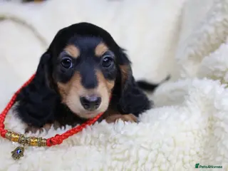 Miniature Dachshund dogs EXCEPTIONAL PEDIGREE MINIATURE LONGHAIRED PUPPIES - Advert 1