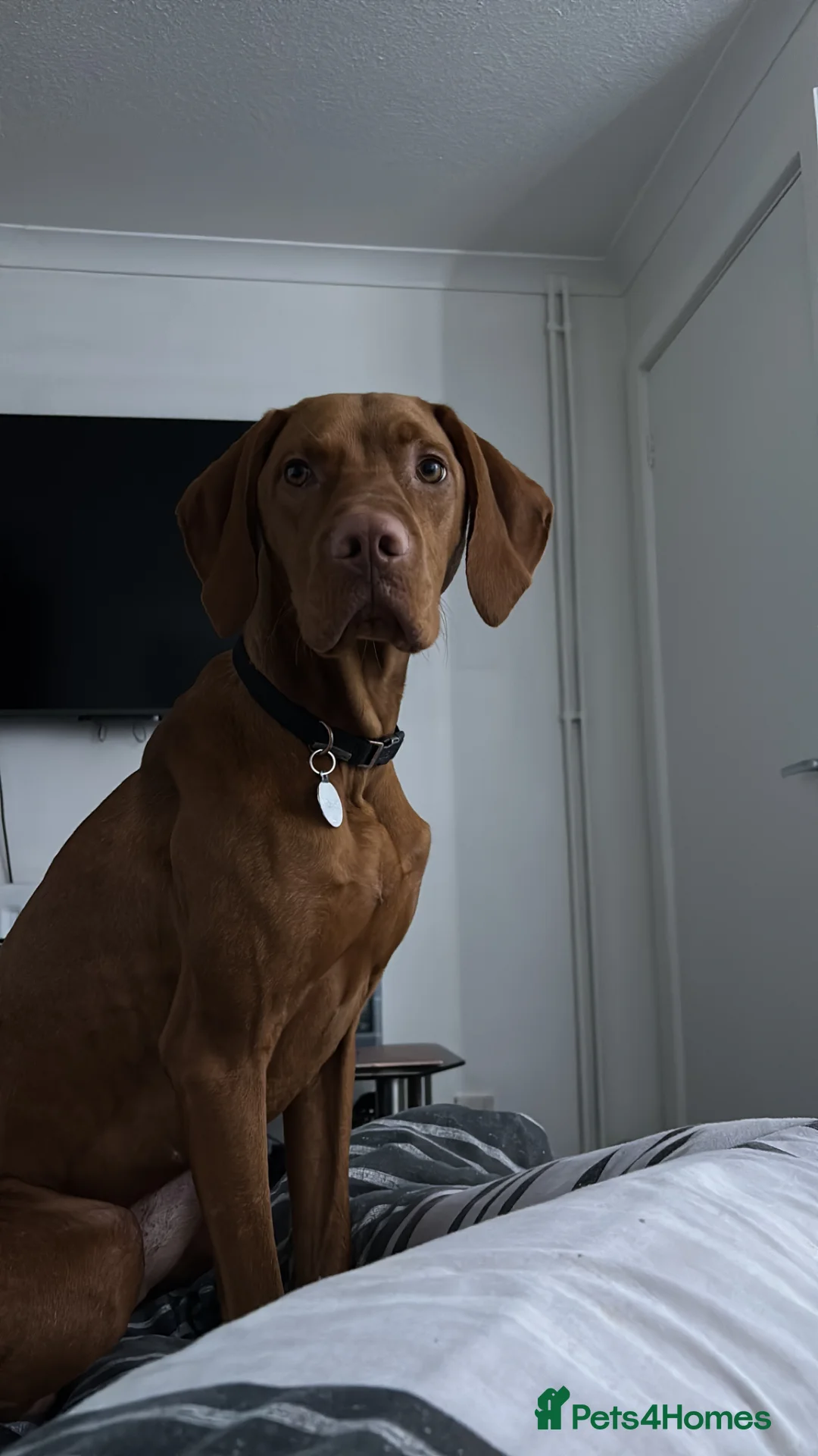 Hungarian Vizsla dogs for sale: Nero, 1 year 2 month old Hungarian Viszla male in Romsey - Advert 2