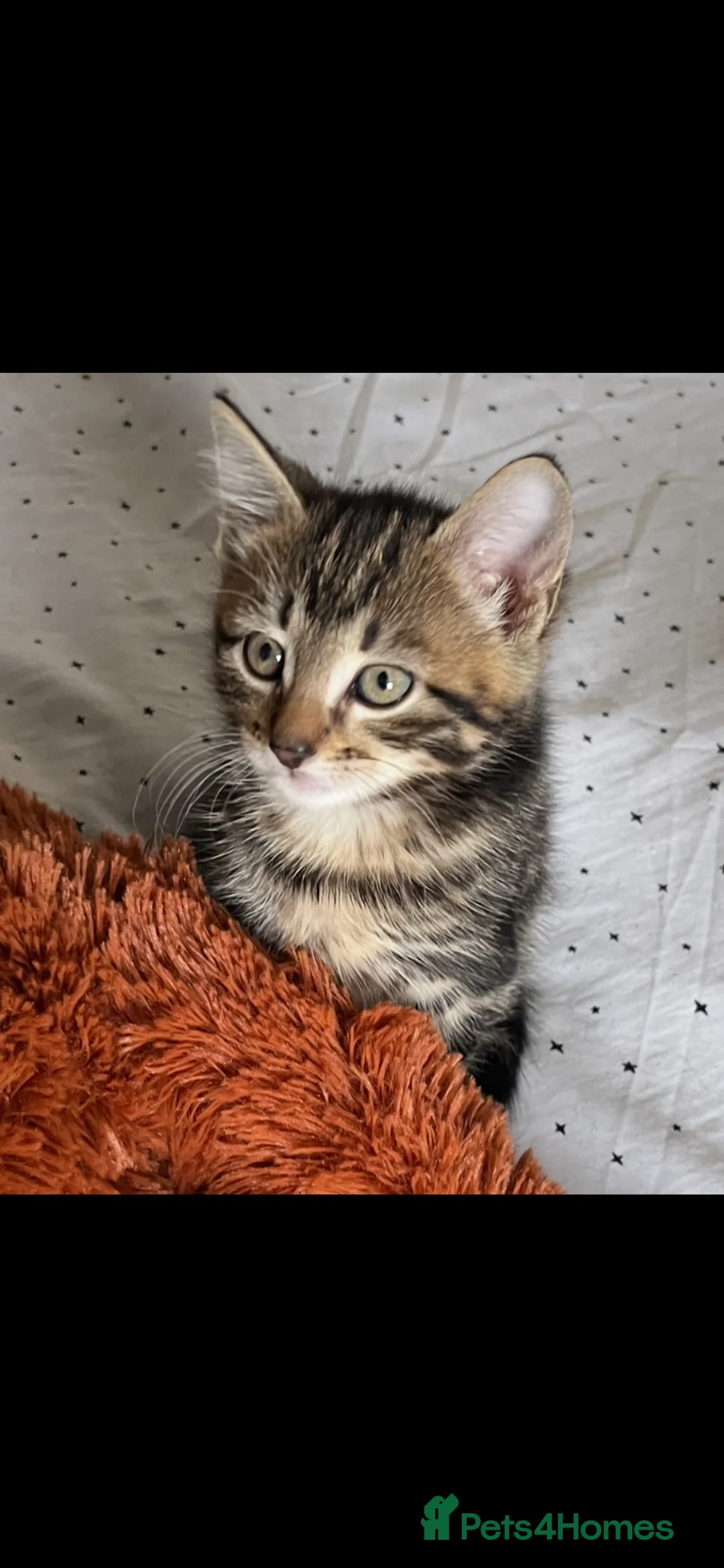 British Shorthair cats for sale: British Shorthair cross Kittens.Ready now.   - Advert 2