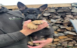 Mixed Breed dogs for sale: Czech shepherd x Belgium malinois - Image 3
