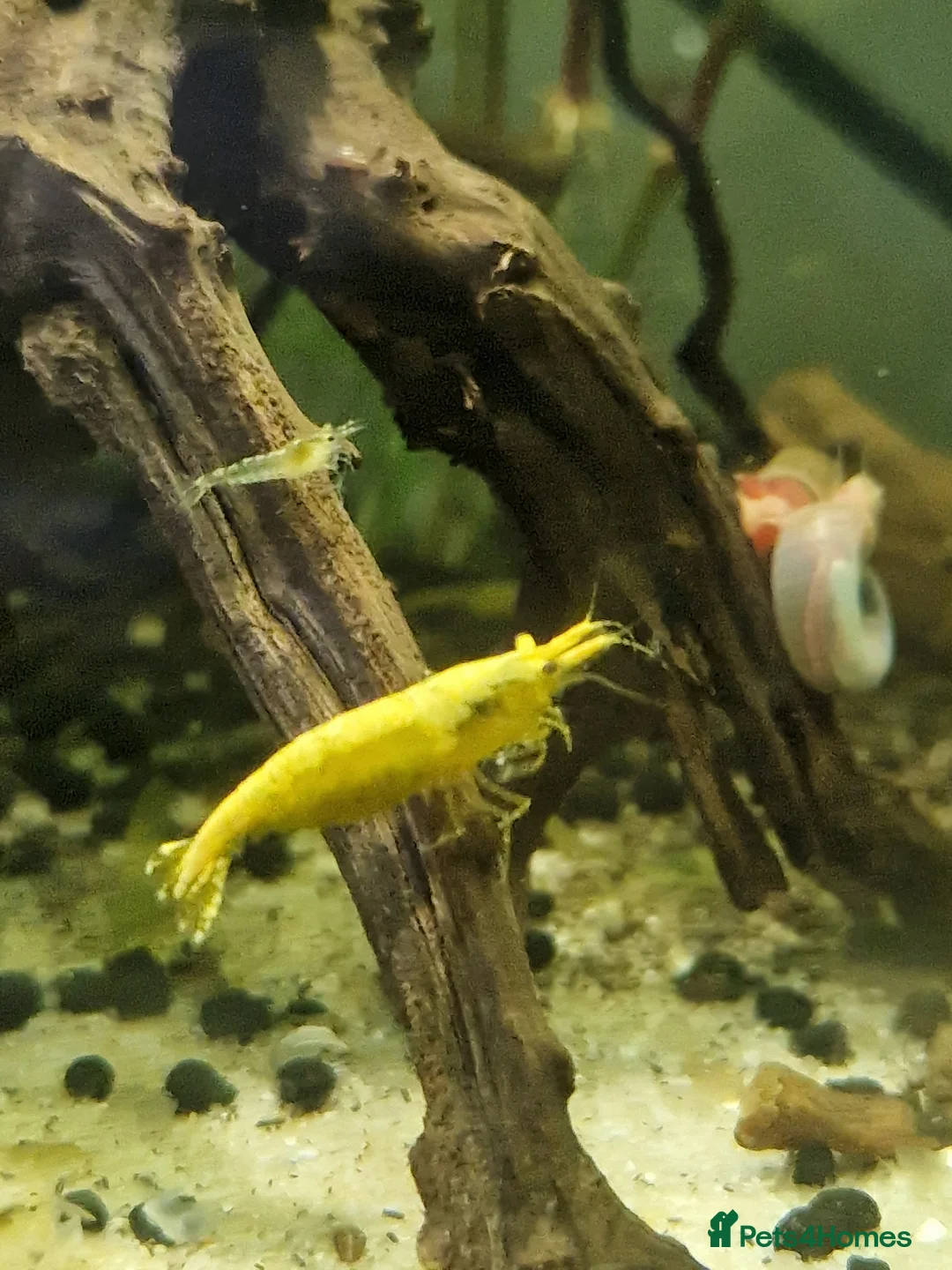 Shrimps fish for sale: Neocaridina Shrimp, Cherry Shrimp, Yellow Goldback - Advert 3