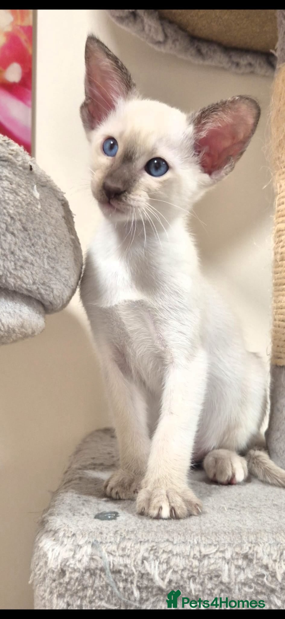 Oriental cats Oriental and Siamese kittens. - Advert 3