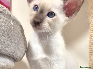 Oriental cats Oriental and Siamese kittens. - Advert 3