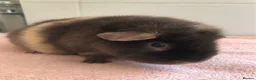 Guinea Pig rodents for sale: Retired Teddy Sow - Black Sow & Tweed Boar - Advert 10