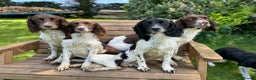 English Springer Spaniel dogs for stud: Working English Springer Spaniel Stud Health Test in Chelmsford - Advert 37