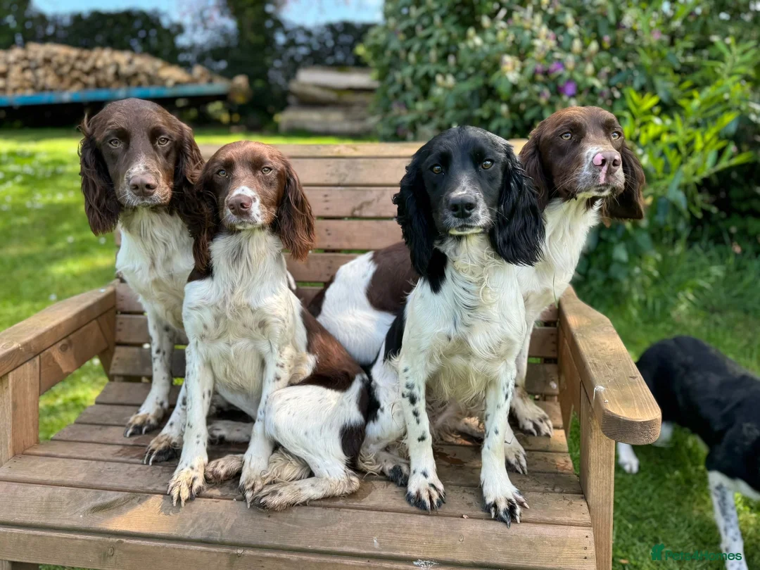 English Springer Spaniel dogs for stud: Working English Springer Spaniel Stud Health Test in Chelmsford - Advert 37