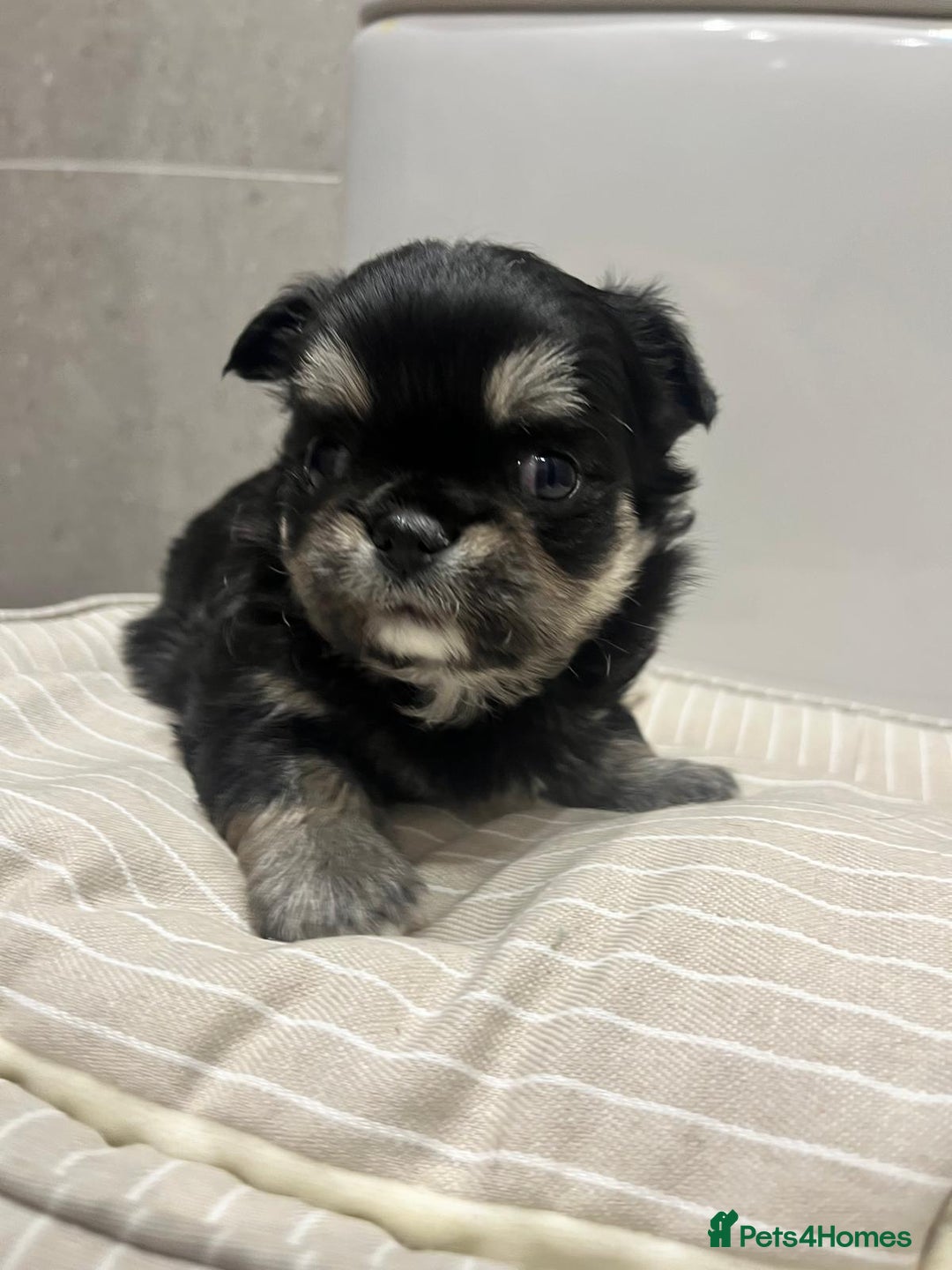 Chihuahua dogs for sale: 🩵💙 Very FLUFFY BOY Chihuahua 💙🩵 - Advert 2