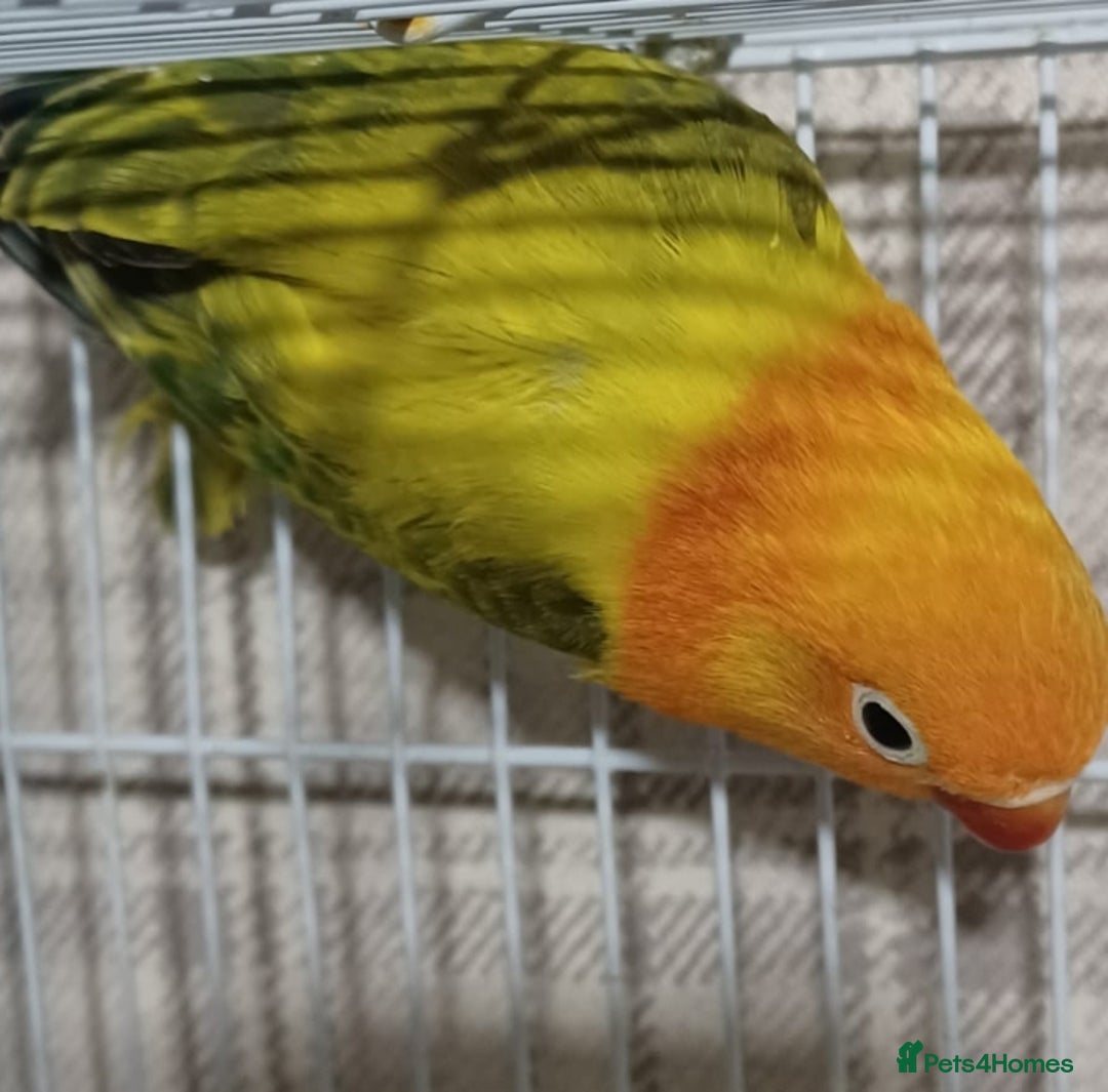 Lovebirds birds for sale: EWING OPLINE YELLOW FACTOR LOVEBIRDS  - Advert 11