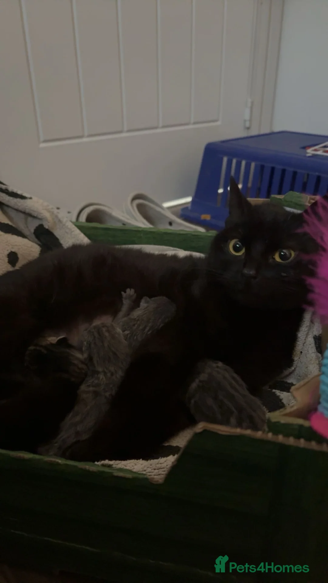 British Shorthair cats for sale: 4 adorable kittens  - Advert 1