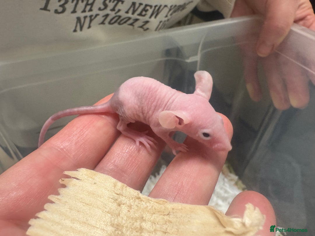 Mouse rodents for sale: Naked mice babies for sale - Advert 3