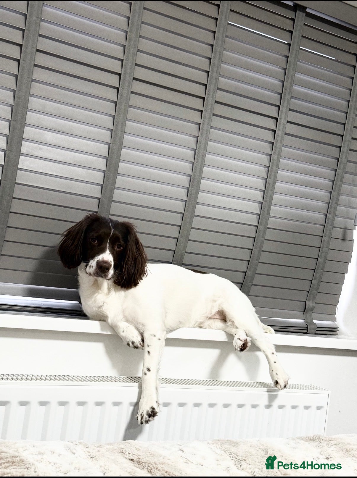 English Springer Spaniel dogs for sale: Kc registered English springer spaniel puppies  in Ryton - Advert 2